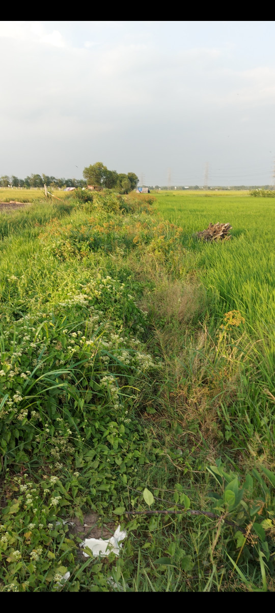 cần bán gấp