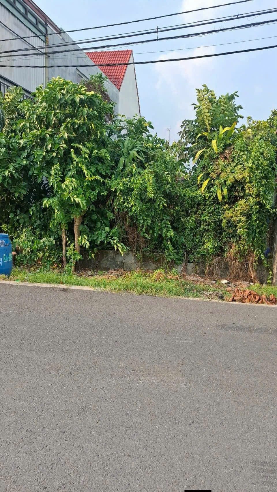 Bán đất thổ cư đường nhựa 1/Nguyễn Thị Lắng sát chợ chiều Tân Phú Trung Củ Chi TPHCM, DT: 7,5x21m.