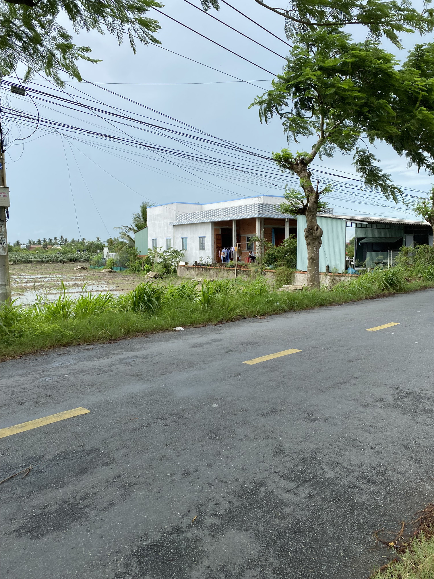 Cần bán đất ruộng mặt tiền nhựa Nguyễn thông