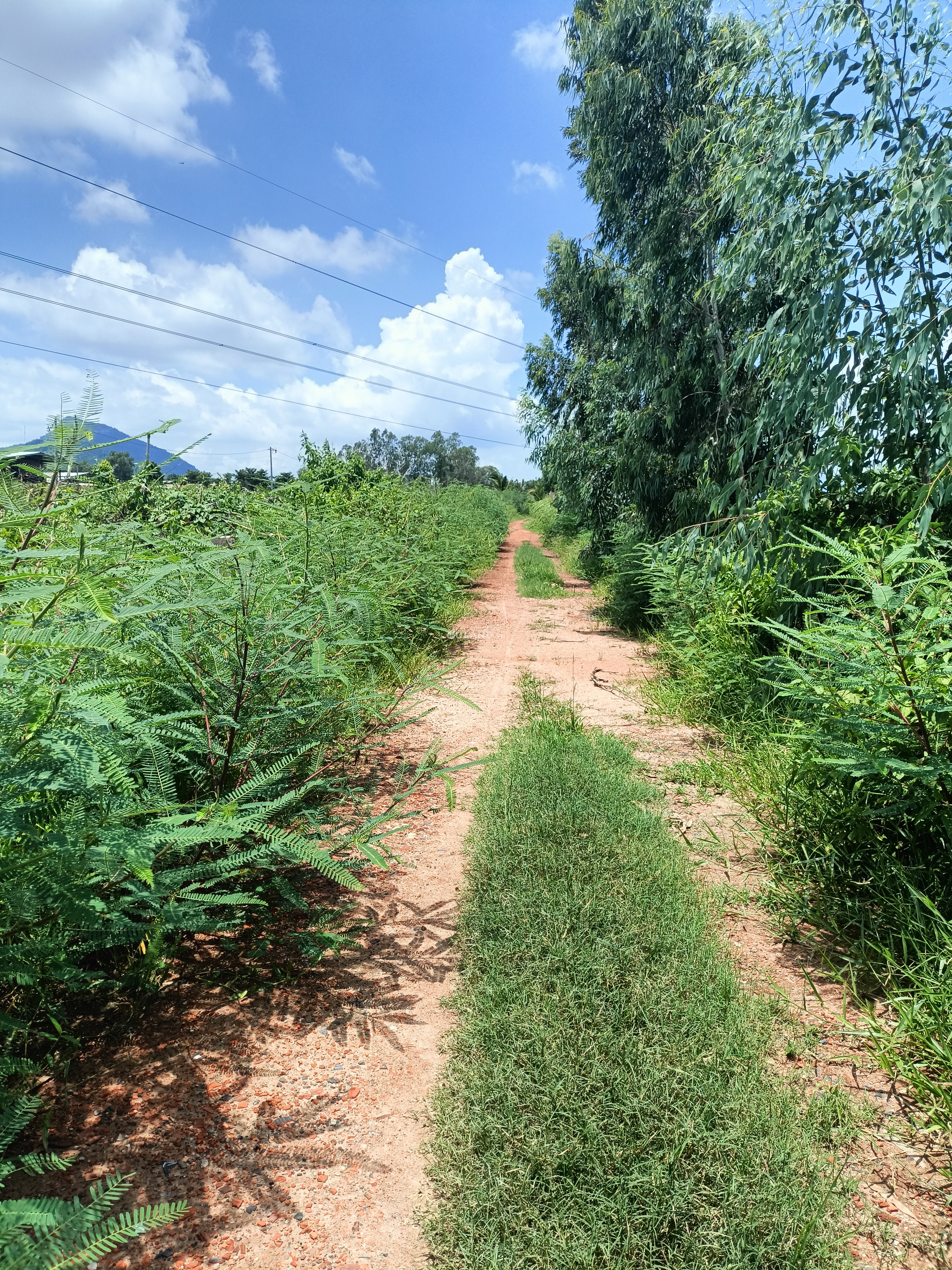 Bán đất nông nghiệp có diện tích lớn gần sân bay Phan Thiết