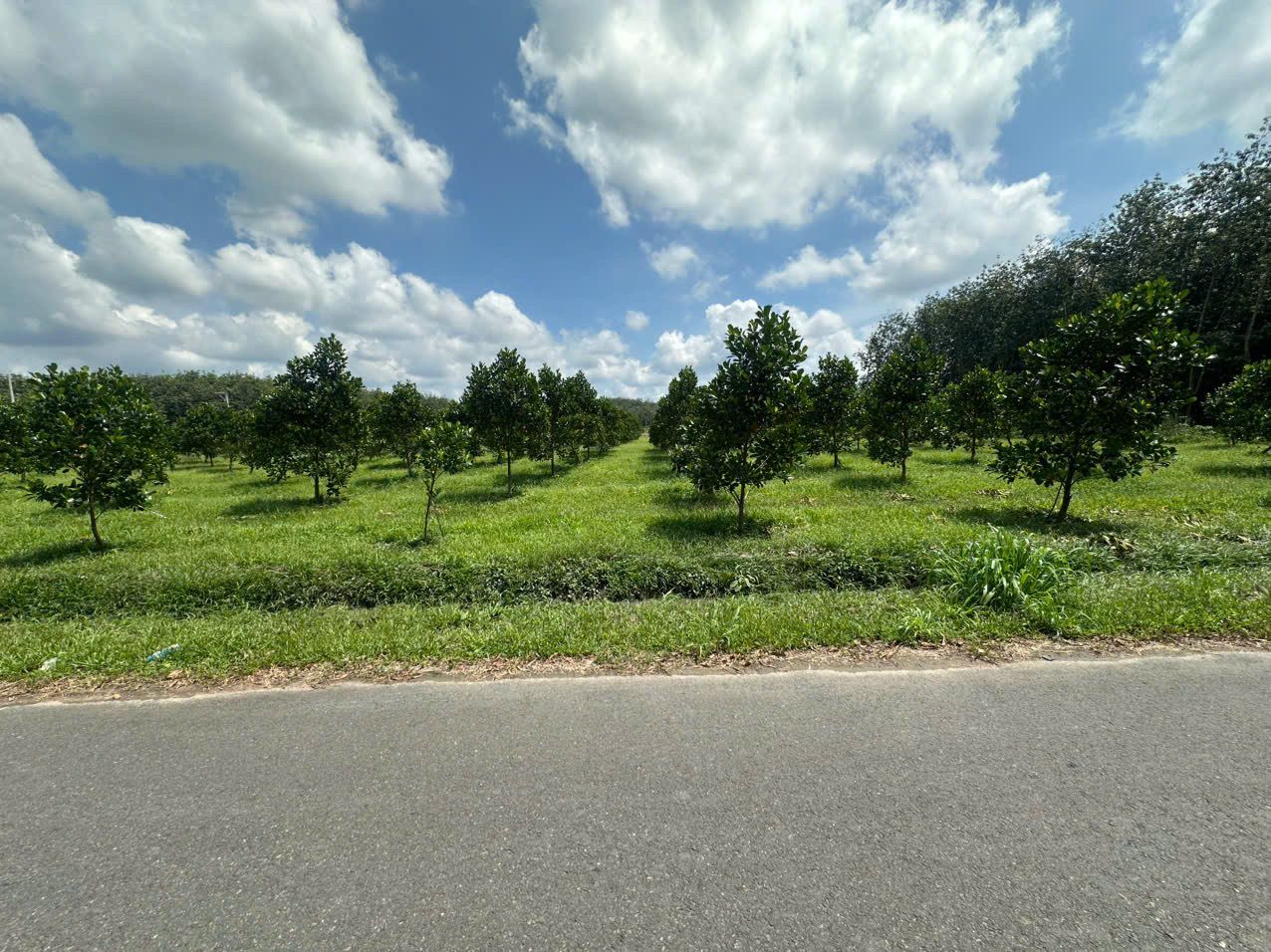 Bán đất 1302.7m² có sẵn 400m² thổ cư ngang 20m giá 290 triệu tại Đường Phạm Ngọc Thạch Xã Phước Thành