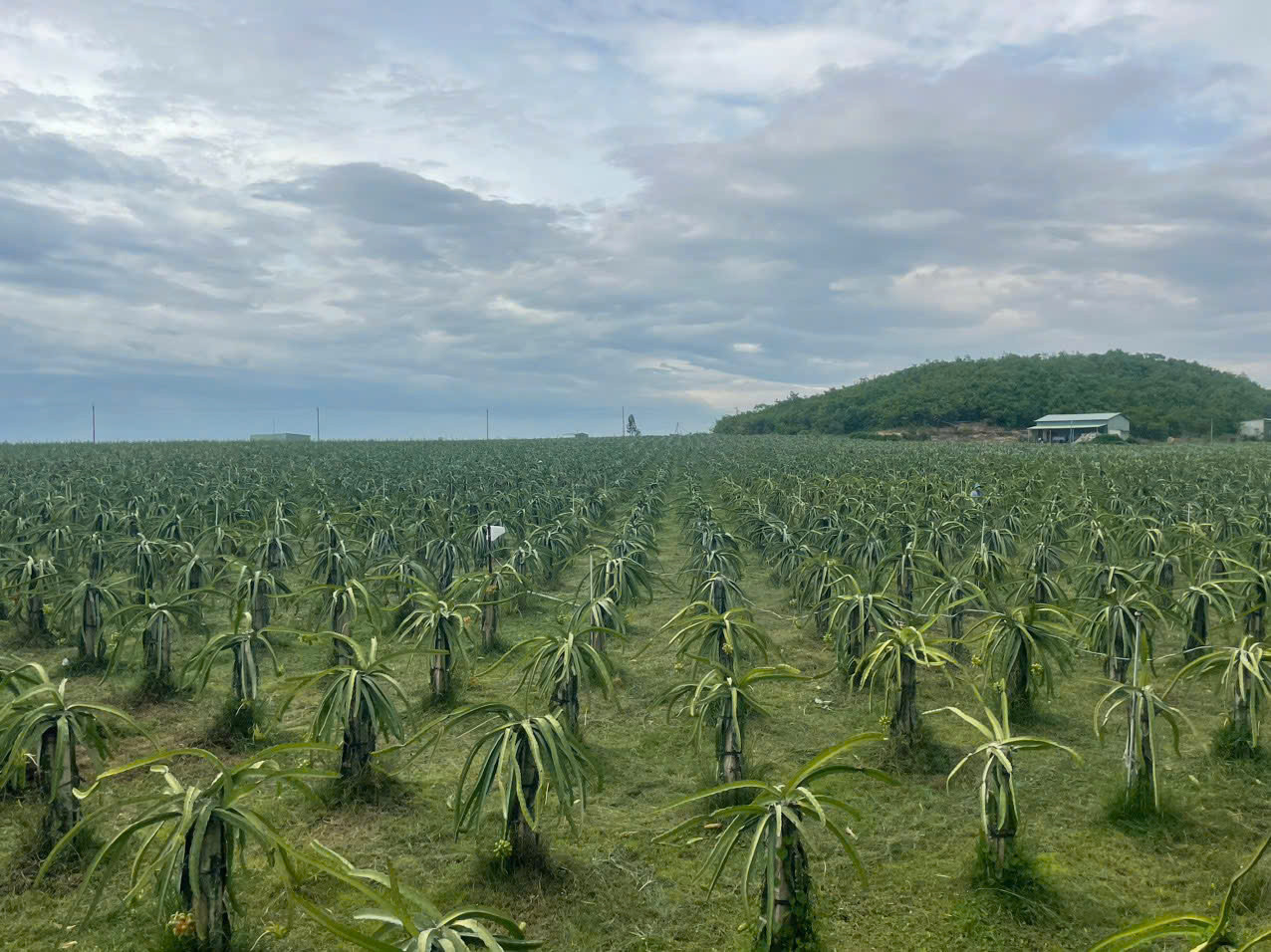 Bán vườn thanh long ruột đỏ, thanh long tổ yến 42ha, Xã Hồng Liêm, Huyện Hàm Thuận Bắc, Bình Thuận