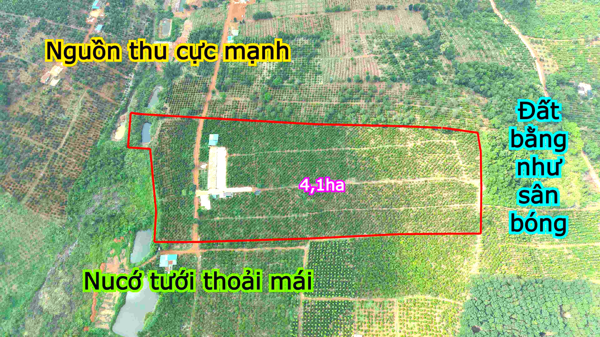 Thu 21t cà phê nhân tại tỉnh Đắk Nông, giá cực rẻ, cực bằng, điện nước đầy đủ