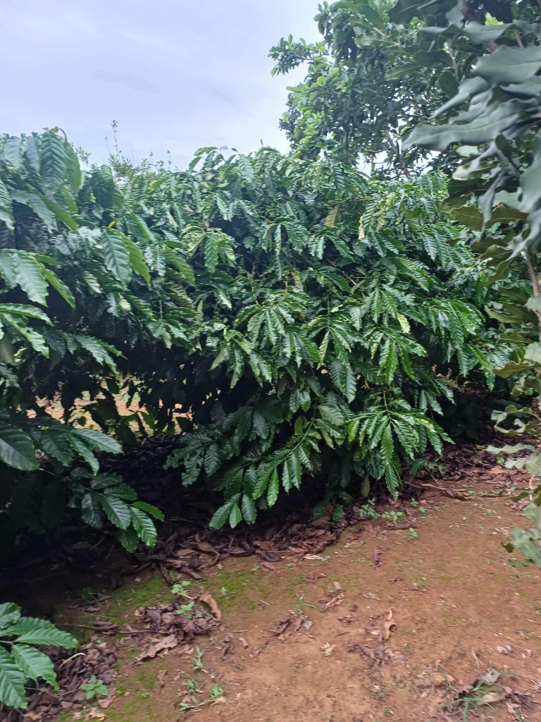 cần bán gấp