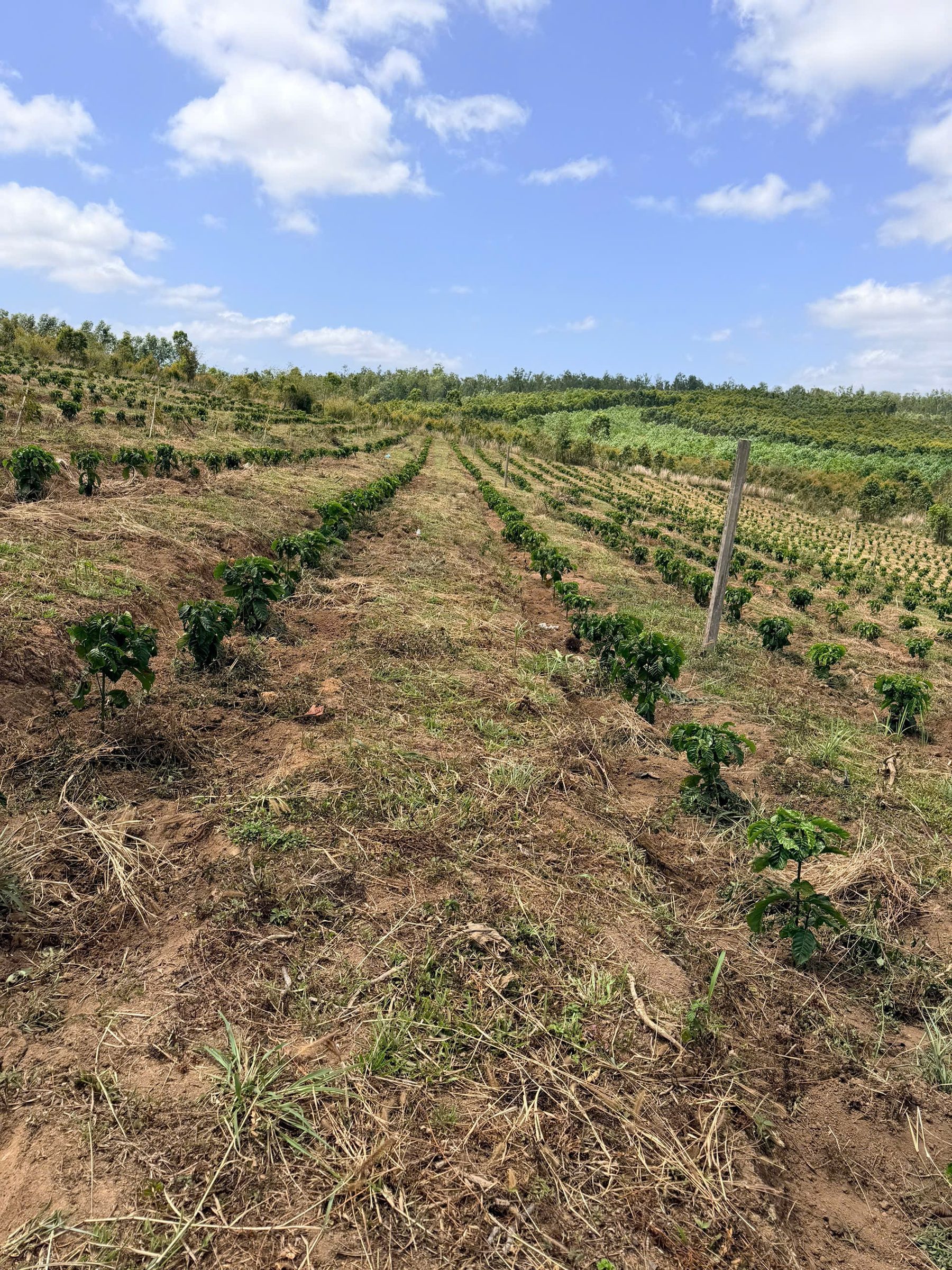 💥 2,5ha đất Đăk Taley , Mang Yang