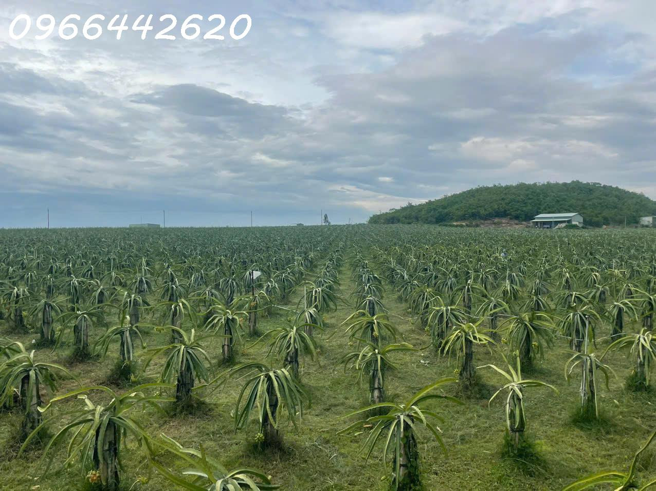 Bán vườn thanh long ruột đỏ, Khu vực đá quý Xã Hồng Liêm, Huyện Hàm Thuận Bắc, Bình Thuận, giá đầu tư