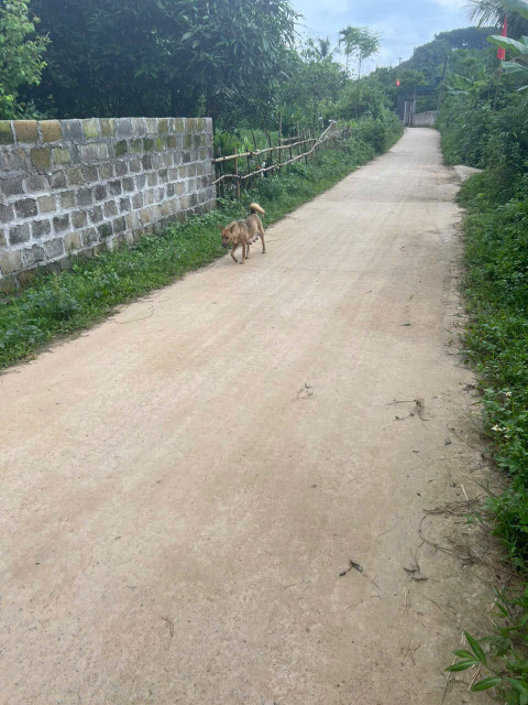 ĐẤT CHÍNH CHỦ - GIÁ TỐT - Vị Trí Đẹp Tại Khu Vôi, Thị trấn Ba Hàng Đồi, Huyện Lạc Thuỷ, Hoà Bình