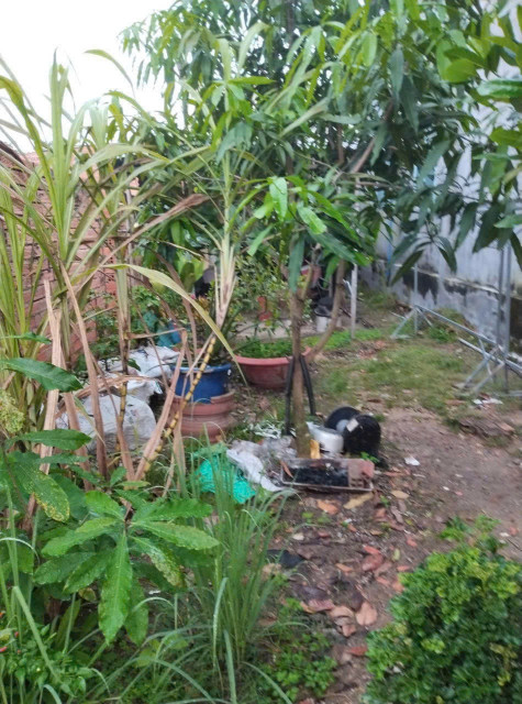 ĐẤT SÁT QUỐC Lộ 22 FULL THỔ 4,2m x 16m SHR 550 TRIỆU