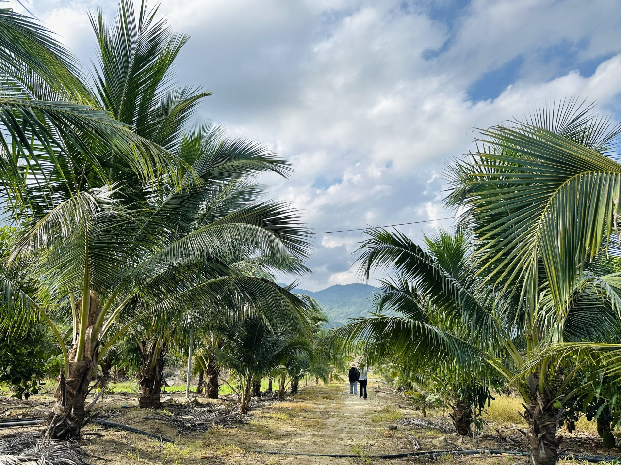 BÁN SIÊU PHẨM NHÀ VƯỜN VIEW ĐẸP NINH SƠN ,NINH THUẬN