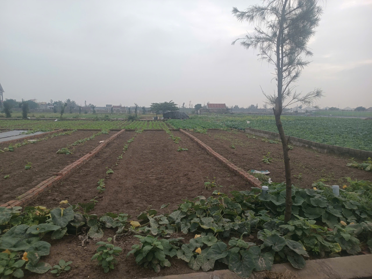 cần bán gấp lô đấy ven biển quất lâm