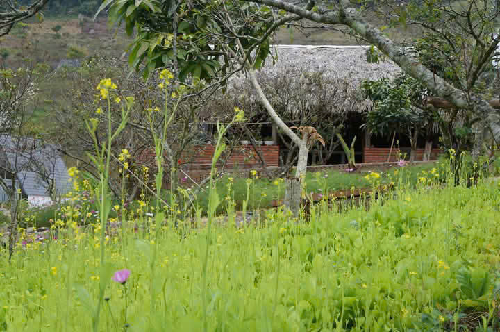 Bán Đất View Đẹp Tại Khu Du Lịch Cộng Đồng Tổ Vặt Hồng, P. Mường Sang, TX Mộc Châu , Sơn La
