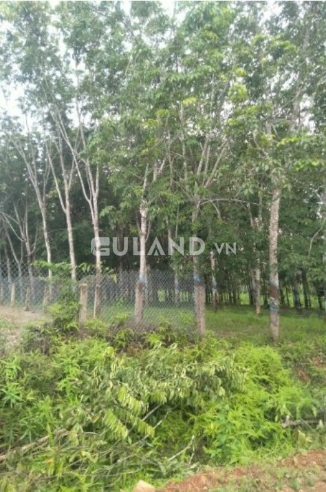 Cần bán gấp
