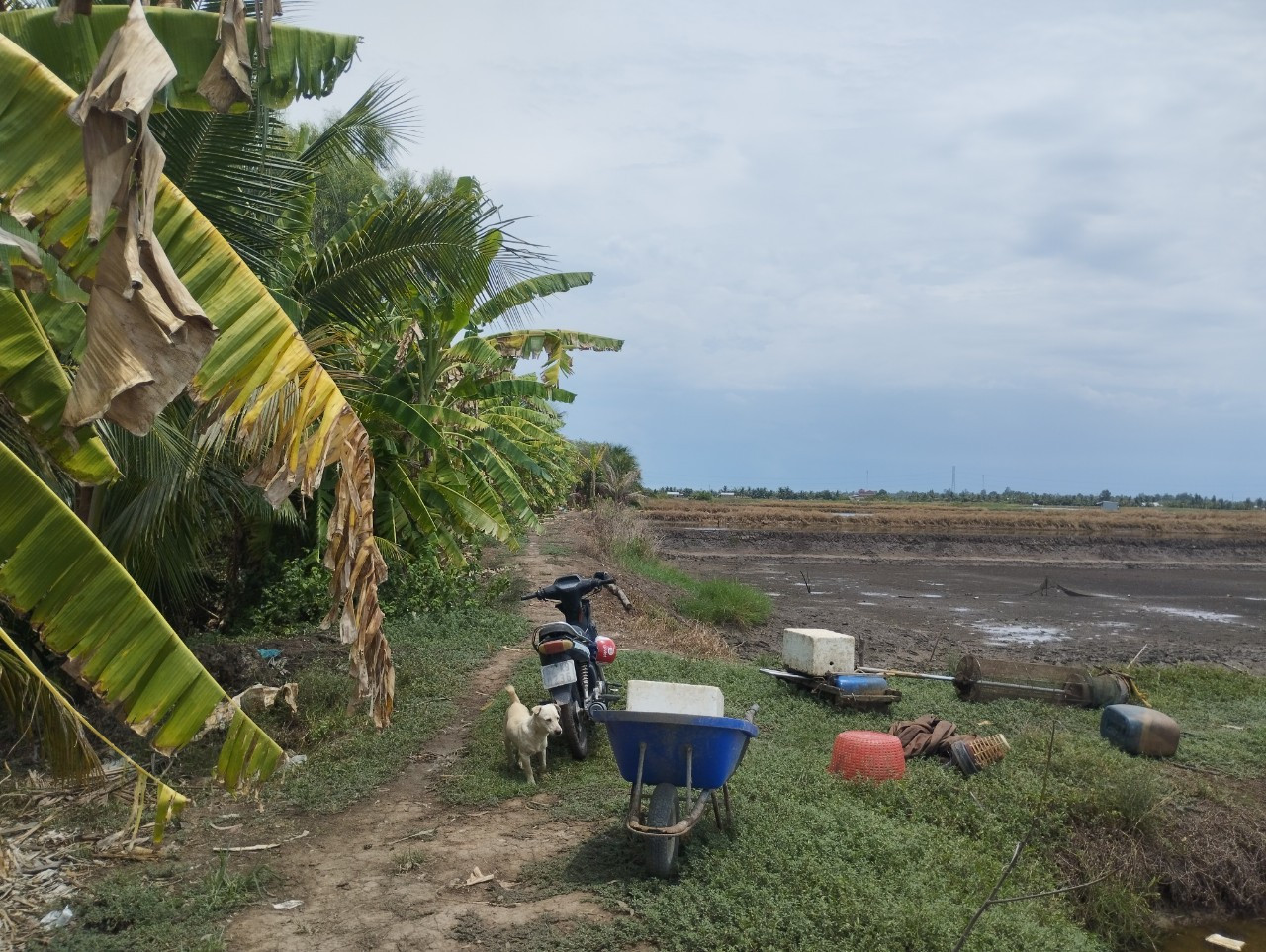 Bán 5300m2 đất