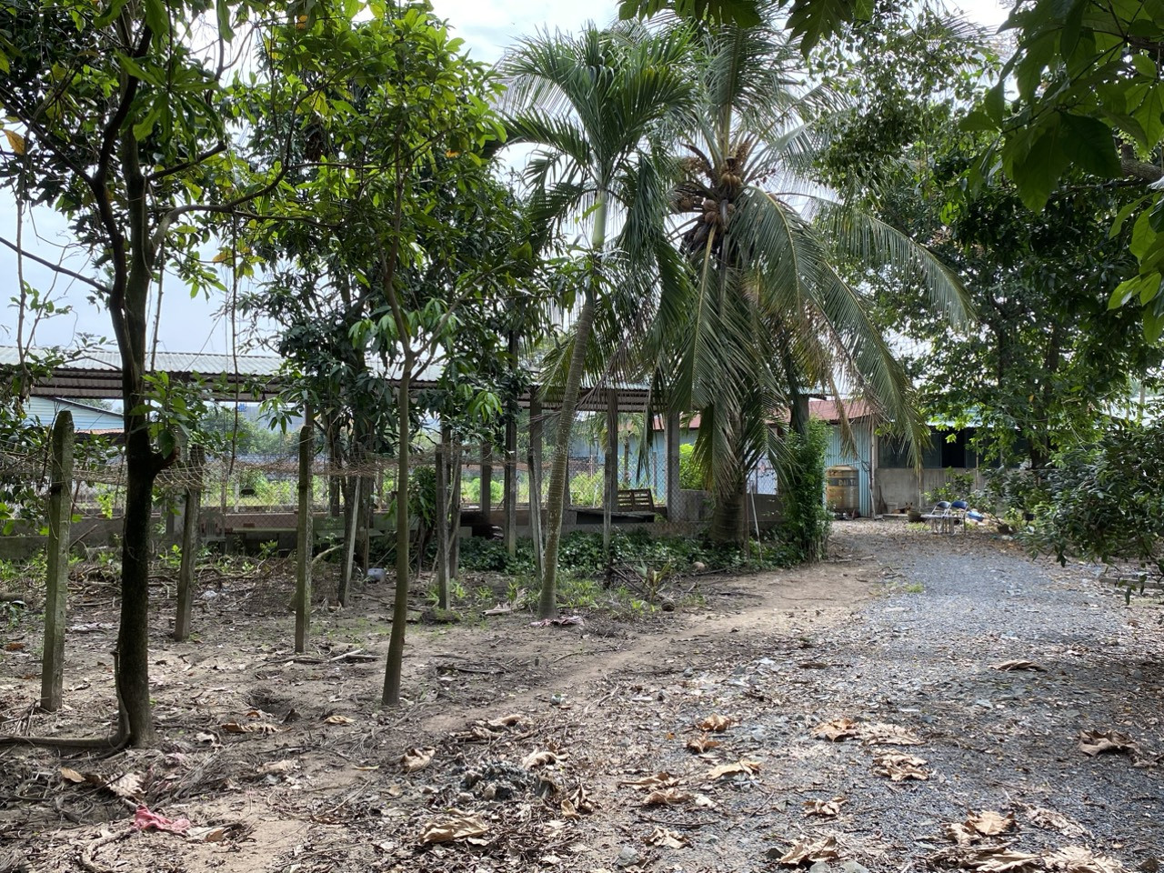 Bán 5009 m2 đất sản xuất và xây dựng đường Mỹ Hạnh, Đức Hòa, Long An