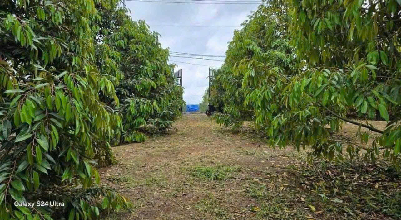 K KẸT TIỀN NGÂN HÀNG CẦN BÁN GẤP VƯỜN SẦU RIÊNG 300 CÂY