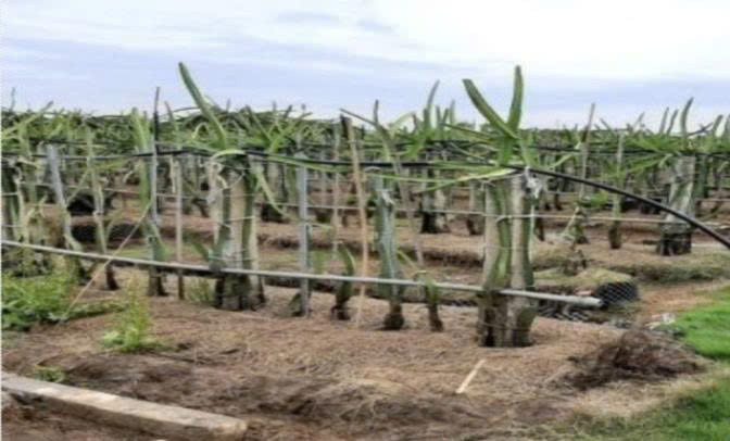 Bán 2300m² Đất Mặt Tiền ĐT827B, Châu Thành, Long An.