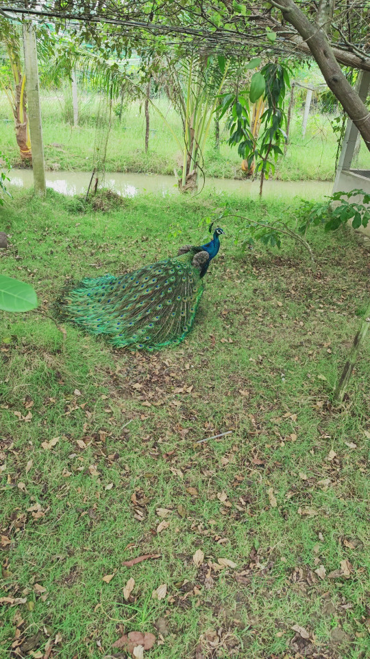 Đất vườn thổ cư