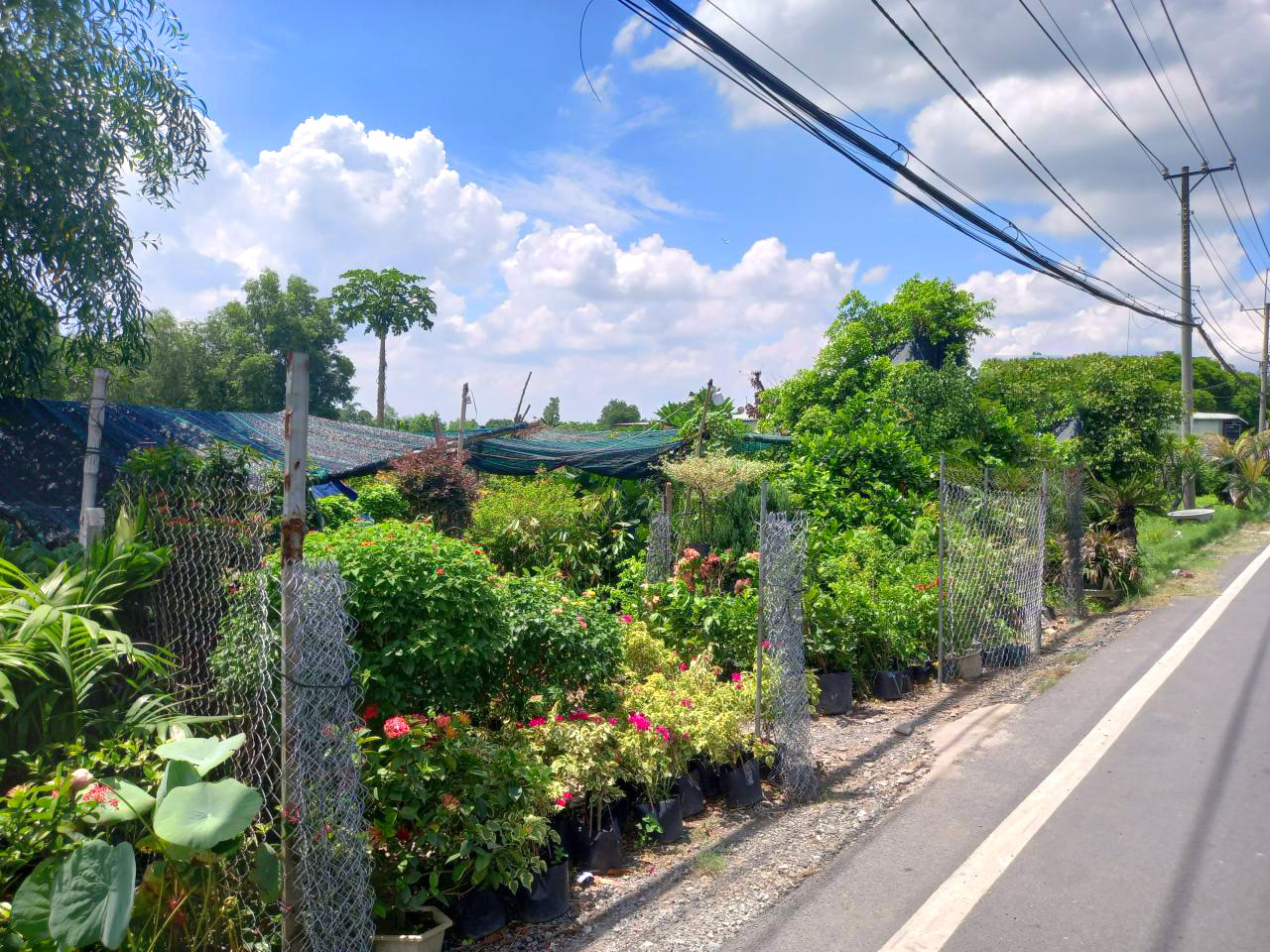 🔥🔥 Giảm 16 tỷ Đất MT Tỉnh Lộ 15 CC, 2702m2, 42x65m