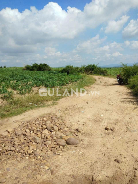Cần bán gấp lô  đất  2,1 mẫu tại huyện La Pa tỉnh Gia Lai