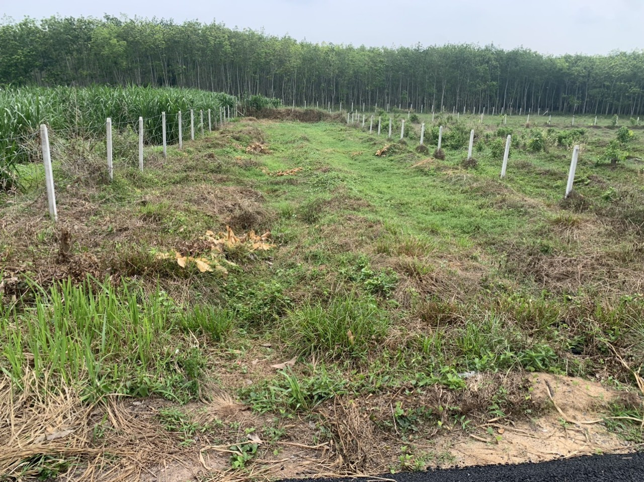 “GIẢM 500 TRIỆU” lô đất mặt tiền đường nhựa Đào Thị Thơm, diện tích 500m2, có 72m2 thổ cư, xã An Nhơn Tây.