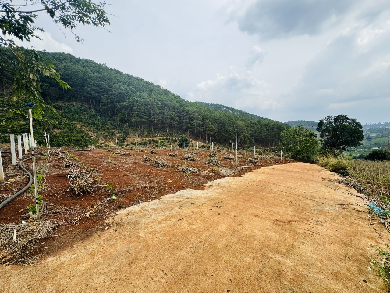 Đất ở thị trấn Nam Ban. Gần Thông, View Thông. Giá 1.150 tỷ/ 595m2. Sẵn 100m Thổ Cư
