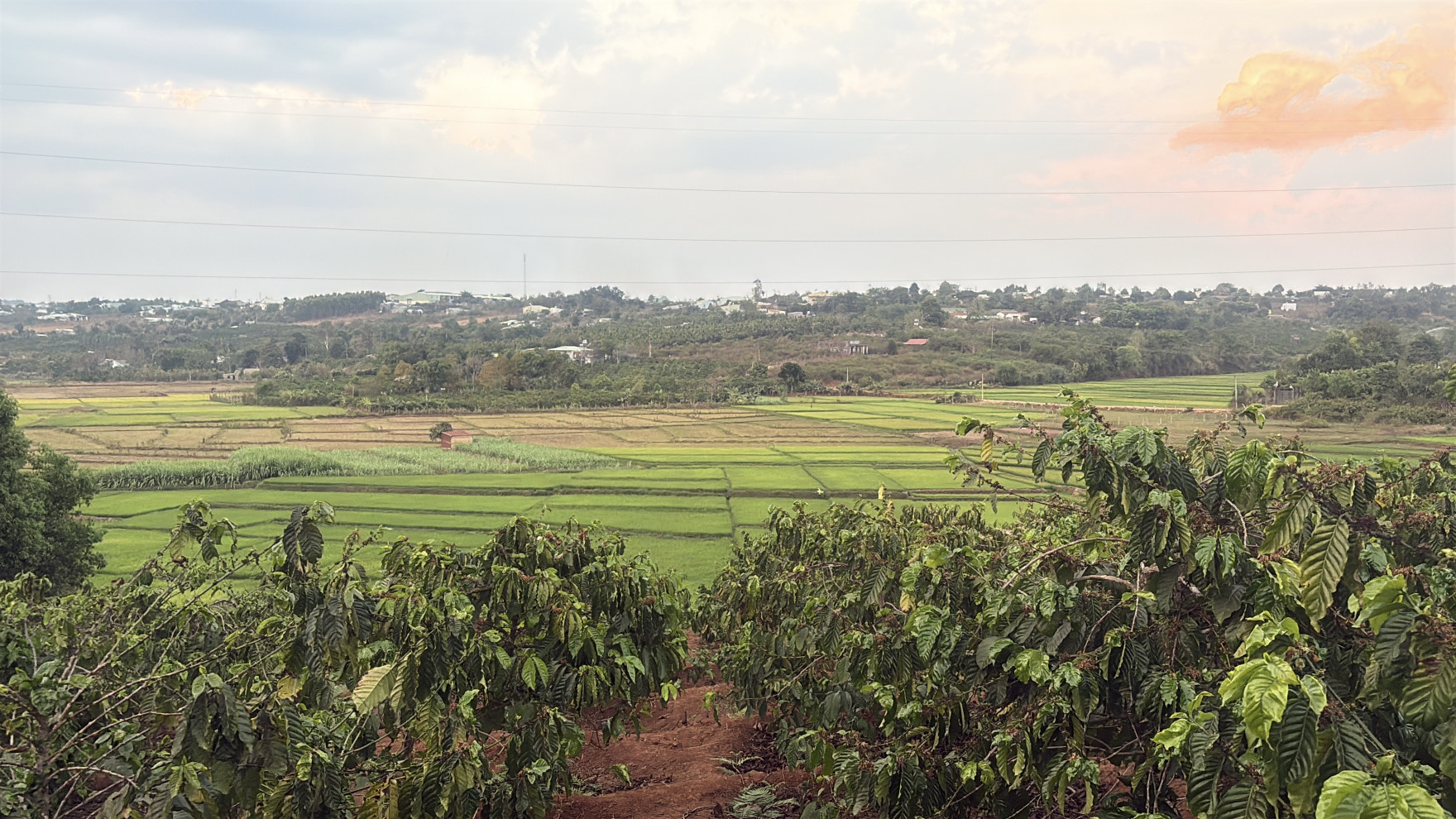 🌳 1sào Ia Kênh, Pleiku view ruộng trên cao