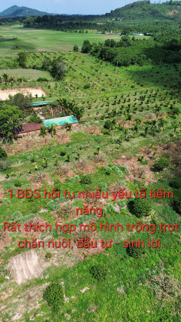 BÁN NHANH 6,5HA ĐẤT VƯỜN ĐẸP – SỔ SẴN – GIÁ CHỈ 135TR/1.000M²