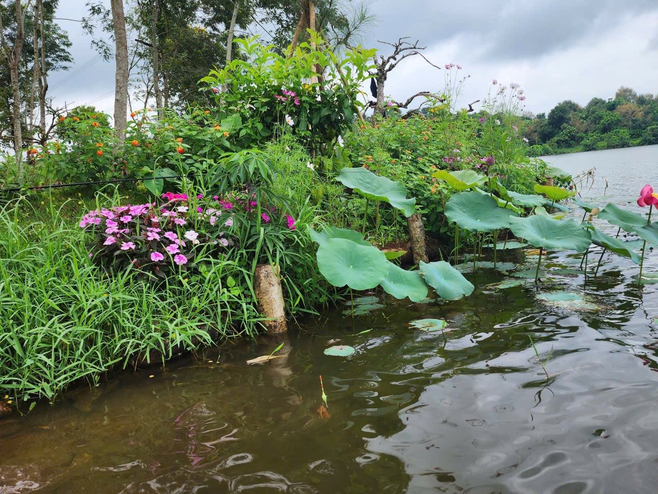 Bán khu đất view hồ Di Linh thích hợp làm homestay và làm sinh thái nghỉ dưỡng.. Vv