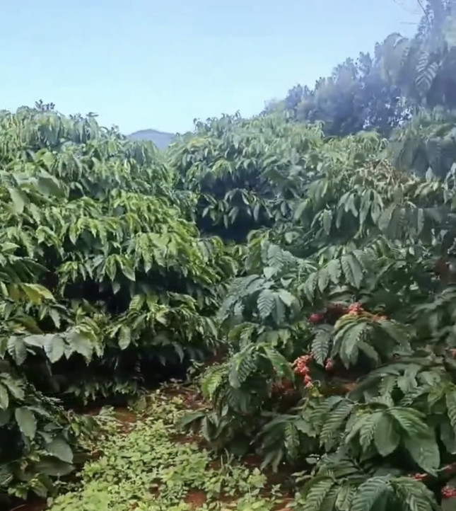 Hơn 5hetta đất cà phê thuộc Ia Grai mà chỉ 7tỷ5