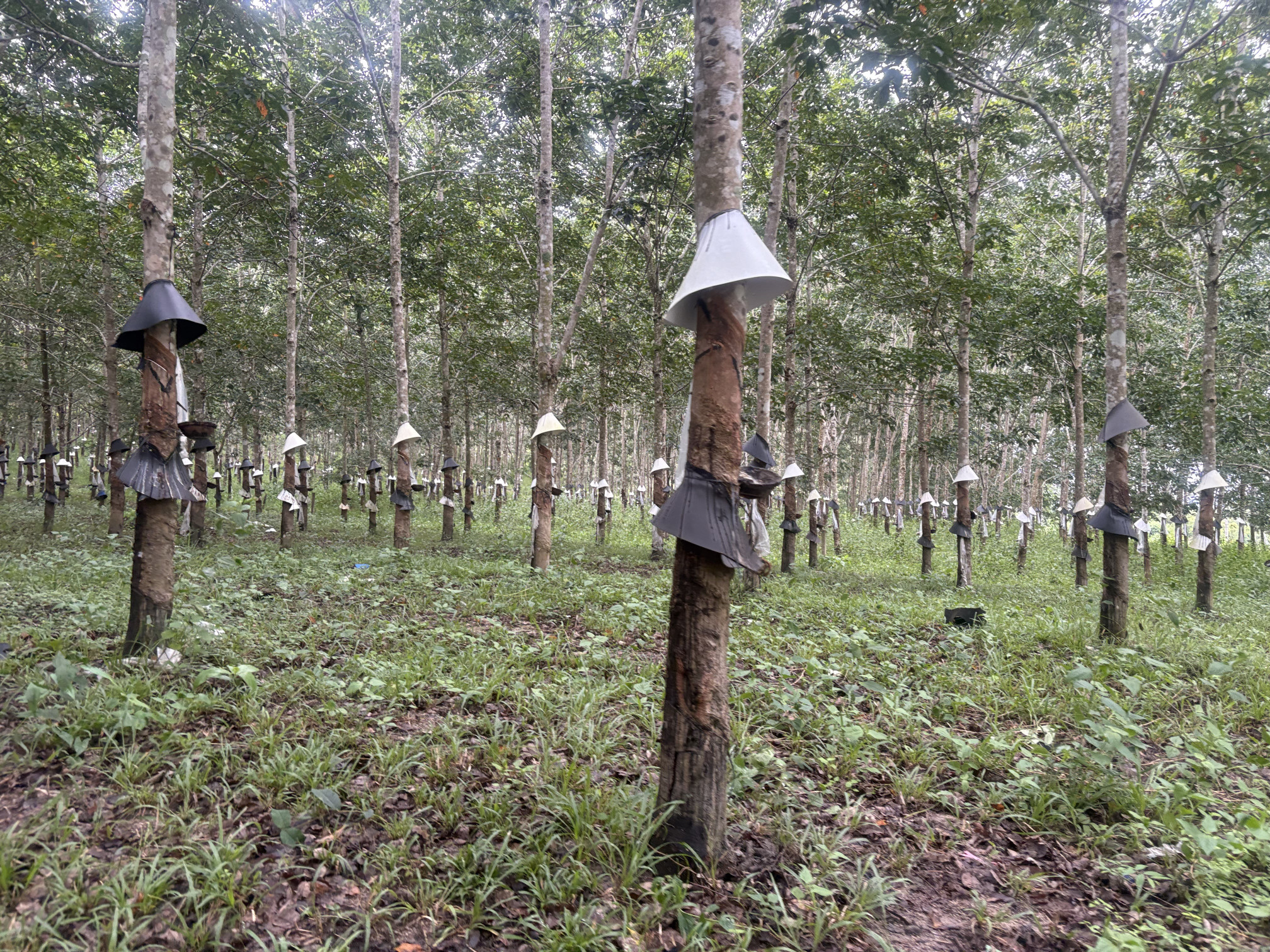1,6ha cao su bám nhựa, cách trường chỉ 1km