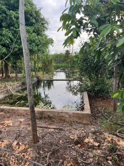 🌳 4,2ha rẫy cà phê kinh doanh