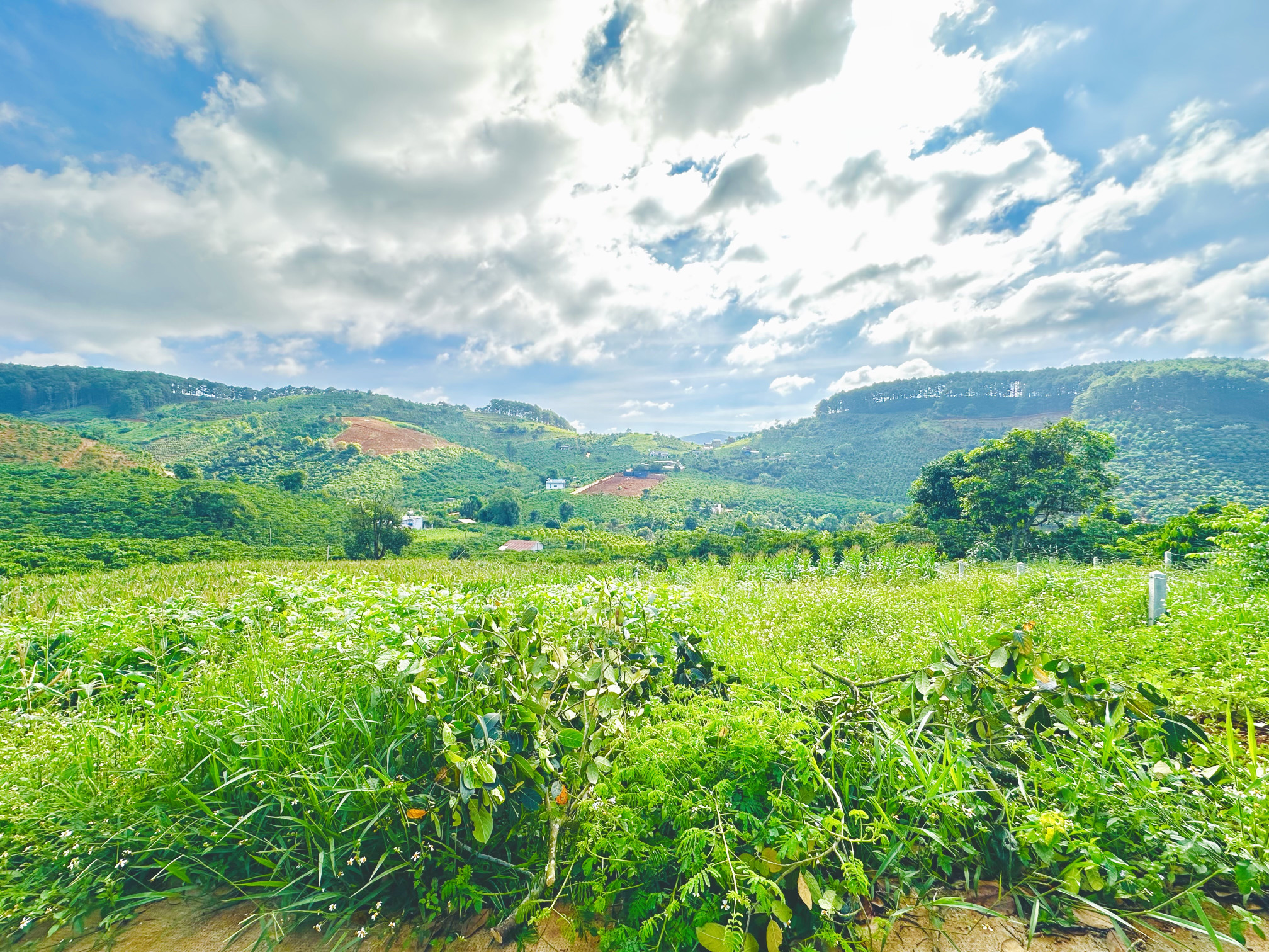 Đất nghỉ dưỡng Mê Linh cách Đà Lạt 20km view đồi thông bao quanh giả chỉ 680 triệu