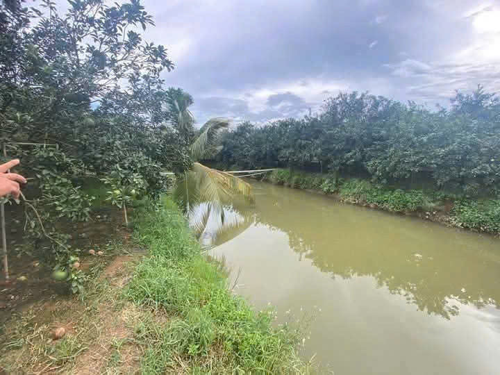 Bán Vườn Bưởi Tân Triều và Ao nuôi cá Đường ô Tô