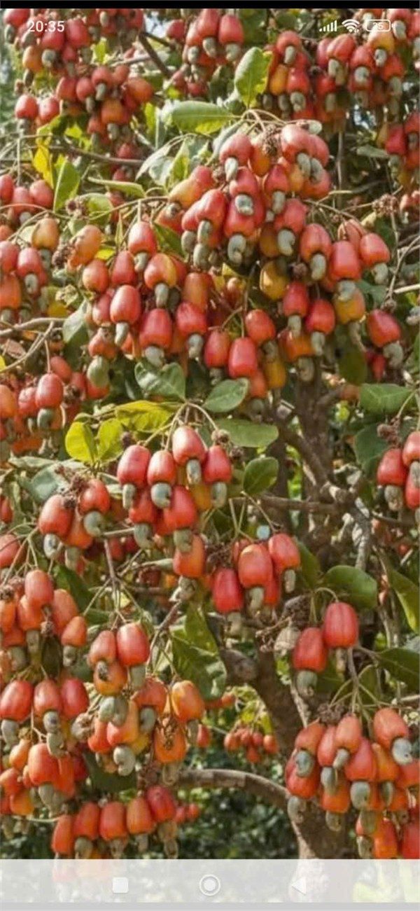 ĐẤT ĐẸP – GIÁ TỐT – CHÍNH CHỦ BÁN ĐẤT TẠI Bon Điêng Đu, xã Quảng Tân, Tuy Đức, Đắk Nông