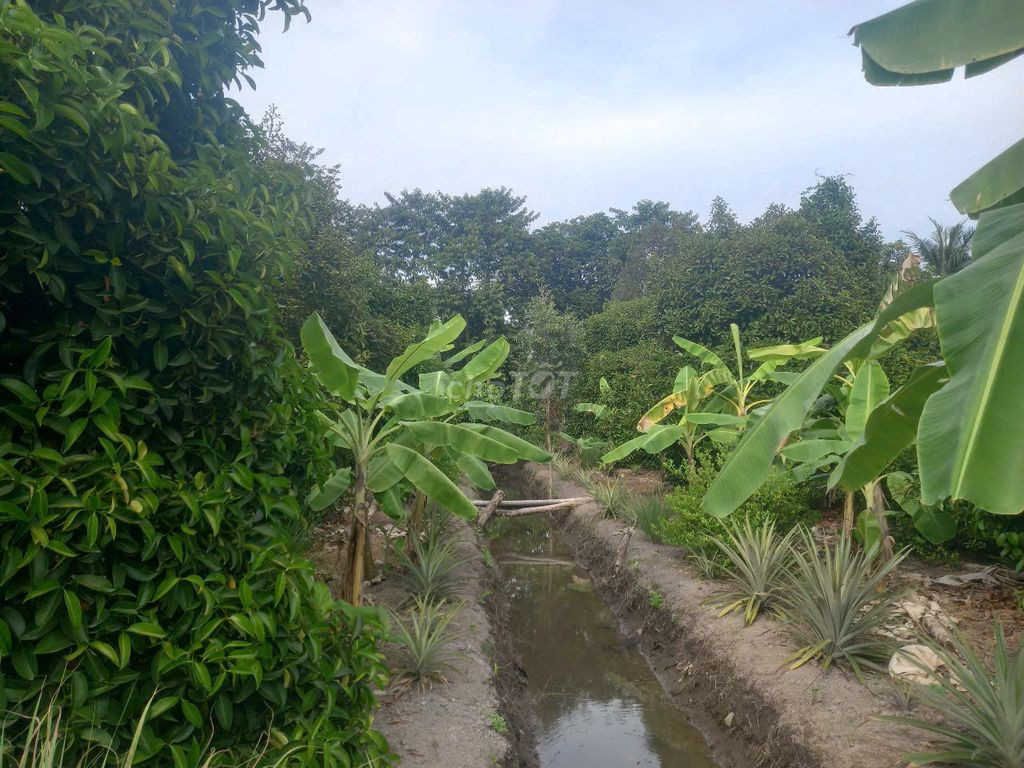 Bán đất chính chủ An Thạnh 29