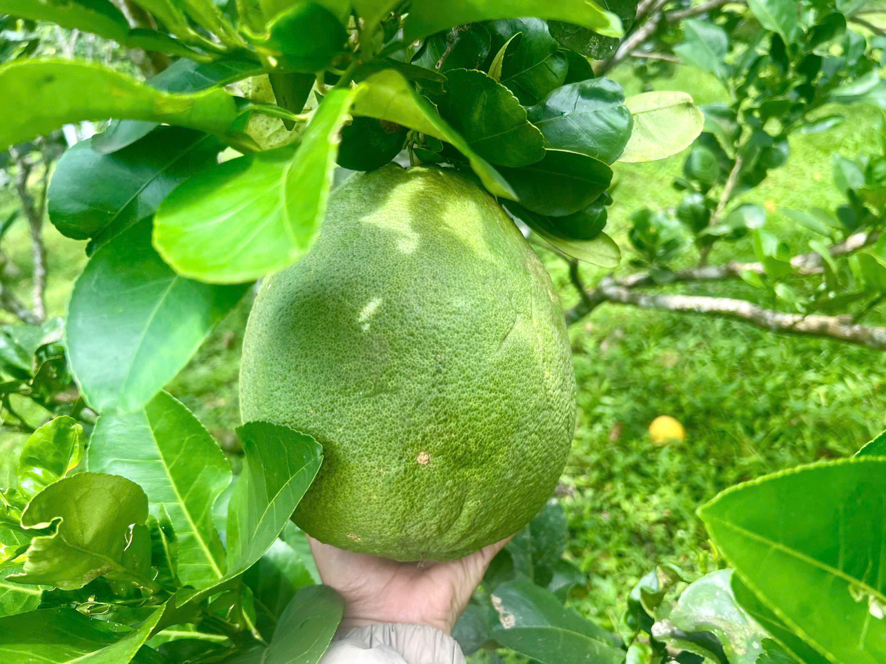 bán vườn trái cây Bình Lộc - Long Khánh