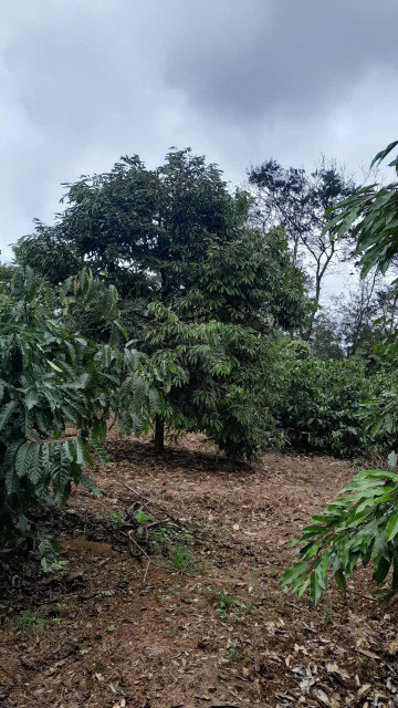 Bán đất 12871.2m² 4.5 tỷ tại Phường Bình Tân Thị xã Thị Xã Buôn Hồ - Đất sầu riêng