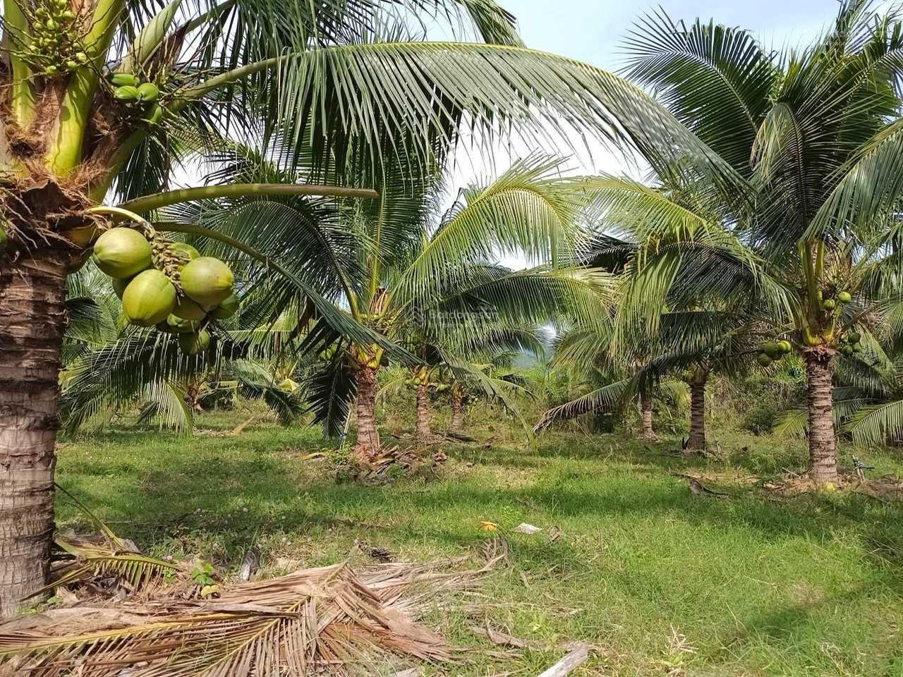 Bán nhanh lô đất gần quốc lộ 1A tặng vườn dừa thu hoạch quanh năm tại Cam Nghĩa - Khánh Hòa