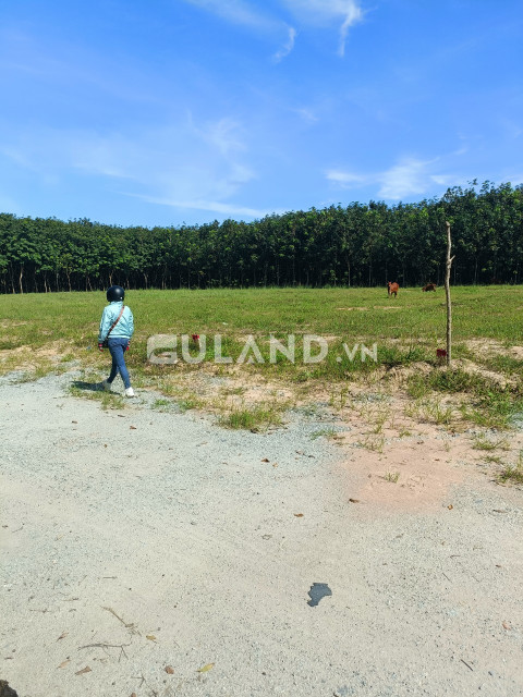 Bán  đất nông nghiệp 351.3m² , giá 1.29 tỷ tại, Phường Chánh Phú Hòa, Thị xã Bến Cát, Bình Dương