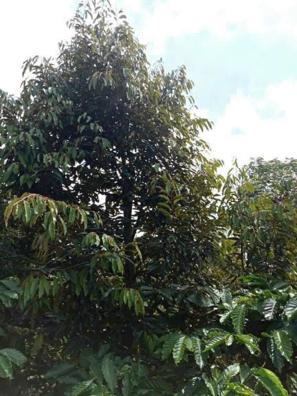 Bán đất 2006.9m² giá 455 triệu Phường Cư Bao