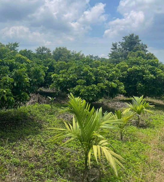 Bán đất 7600m² Phường Cư Bao