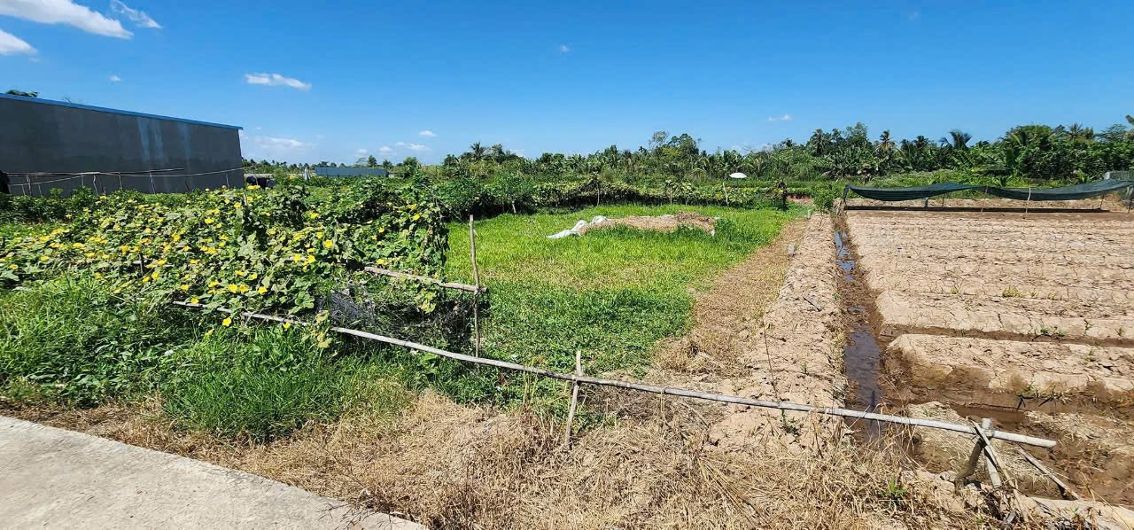 500m vườn cln Phường Đông Thành. Bình Mình. Vl
