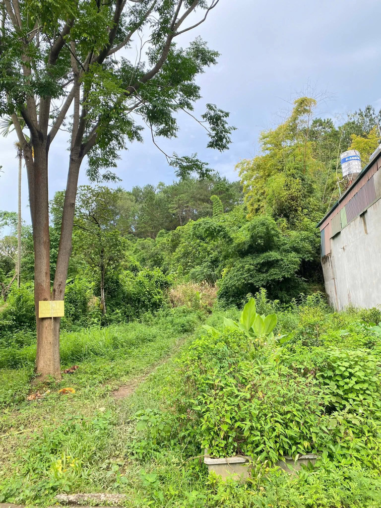 Bán đất tổ 19