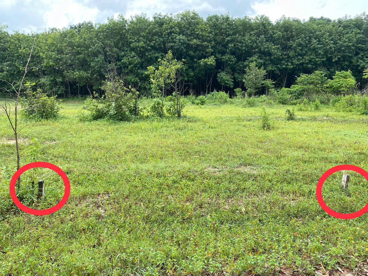 Bán đất Bình Dương (cạnh KCN Mỹ Phước 3 - Bến Cát); 5x53m (thổ cư 100m2); tiện xây dựng; sổ đỏ; 1,45 tỷ