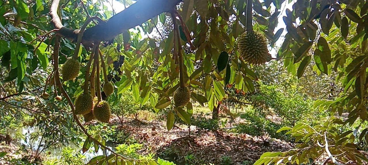 Bán hay cho thuê  dài hạn