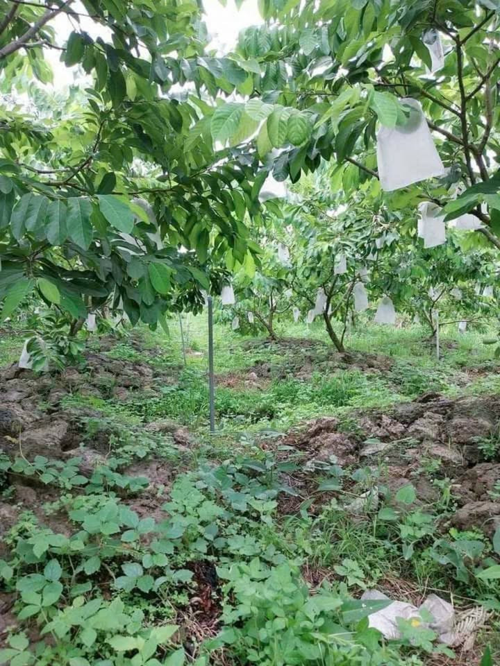 BÁN GẤP LÔ ĐẤT 240m2 PHƯỜNG 7, VĨNH LONG