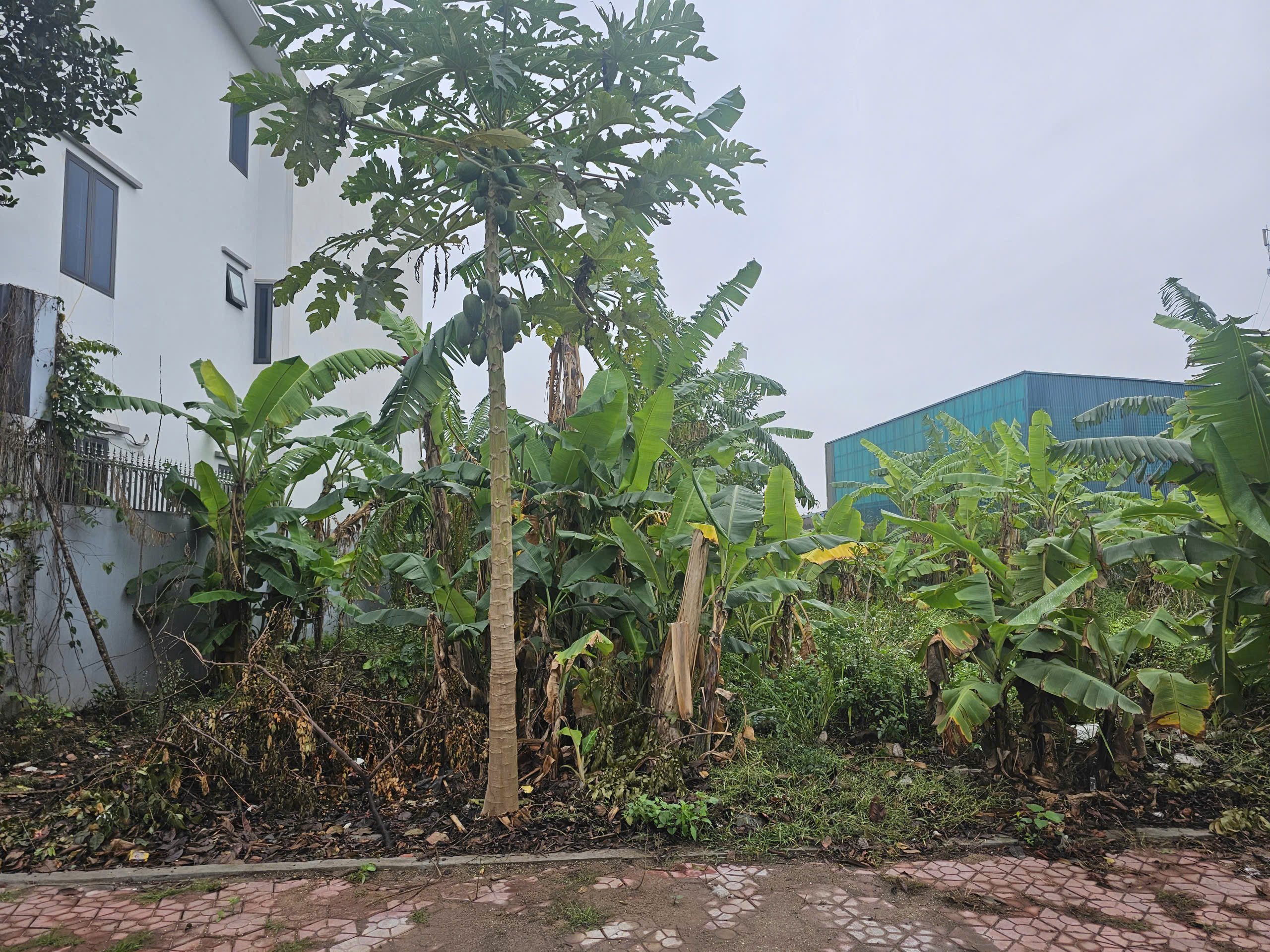 Bán đất 256m² gần quốc lộ 5, tiềm năng tăng giá cao