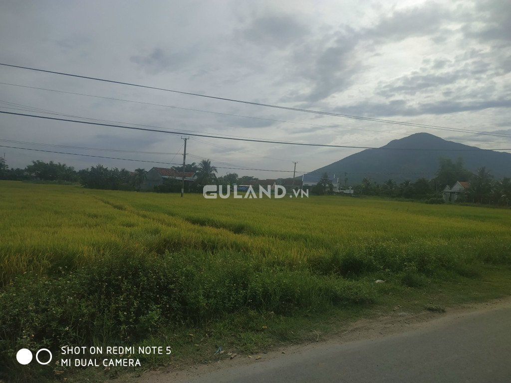 4,5 sào ruộng Phường Ninh Giang, Bám bê tông 42m