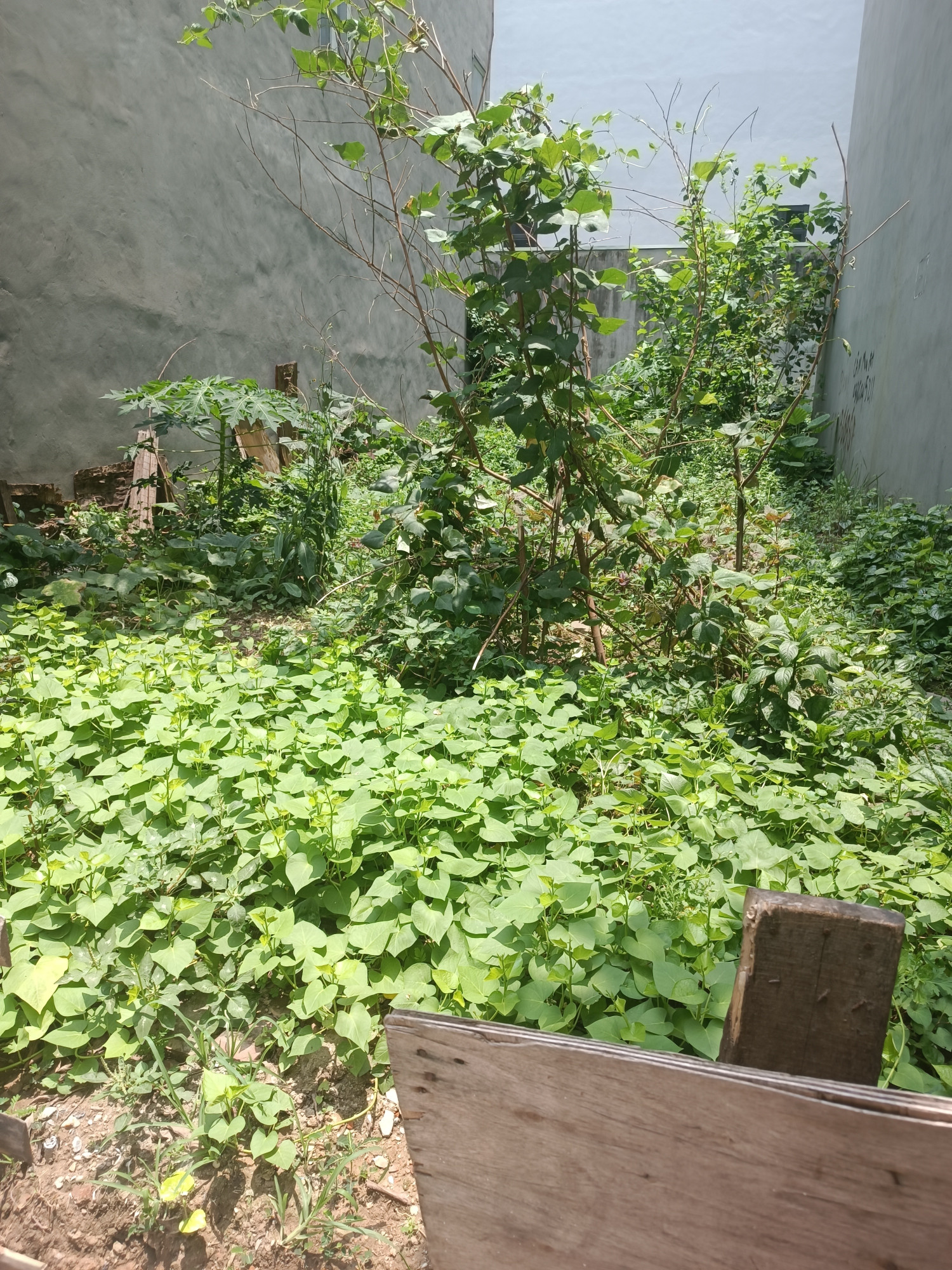 Bán đất 80m² ngang 5.3m tại Phường Phú Diễn Quận Bắc Từ Liêm
