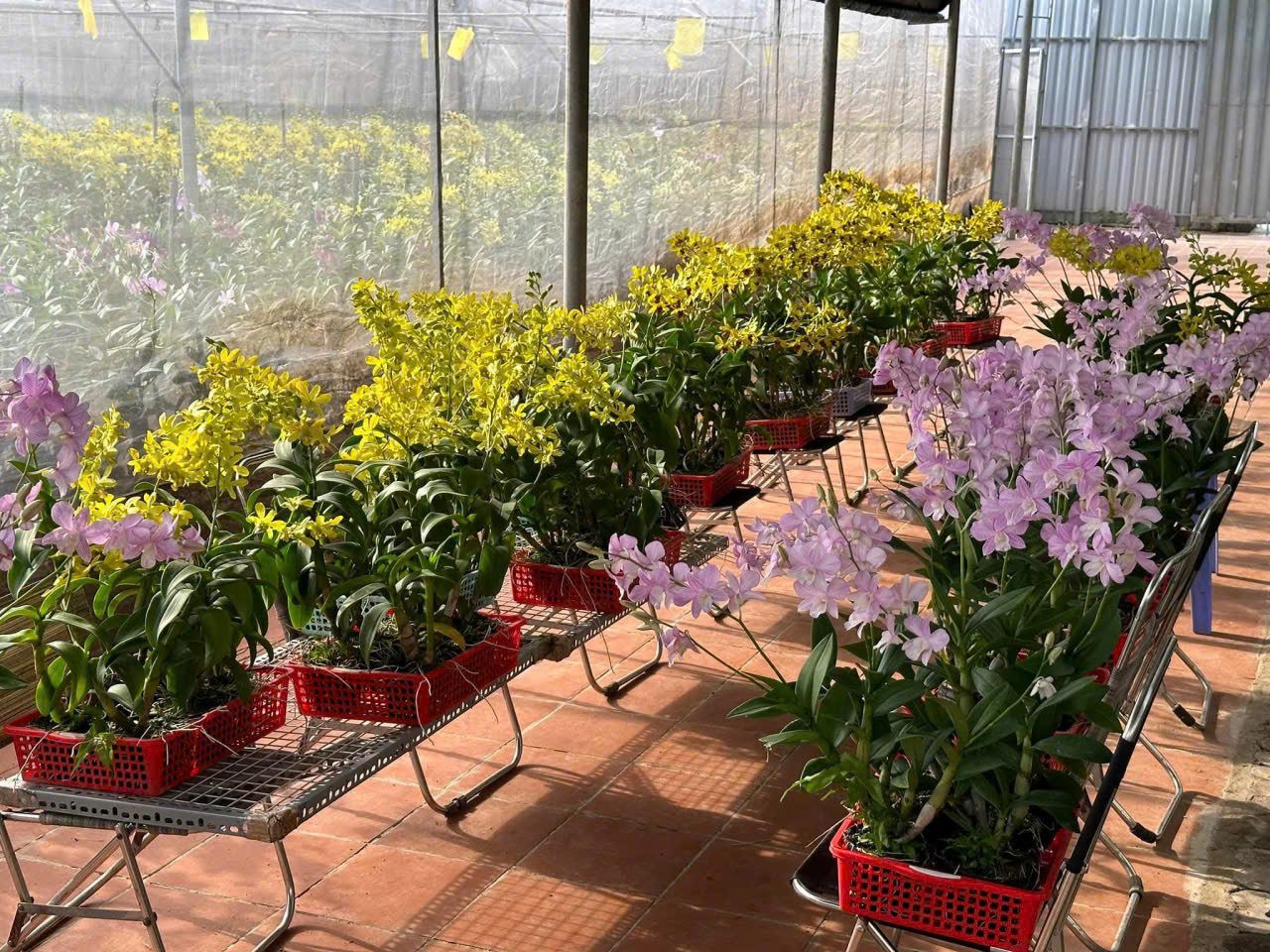 Cho thuê Đất 2000m² thổ cư 2000m² giá 50 triệu/ tháng tại Phường Phú Hữu Quận 9 TP. Hồ Chí Minh